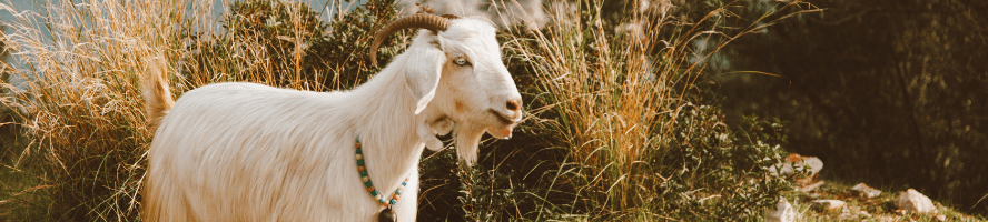 Savons lait de chèvre bio et artisanal - La Savonnerie de Marcel